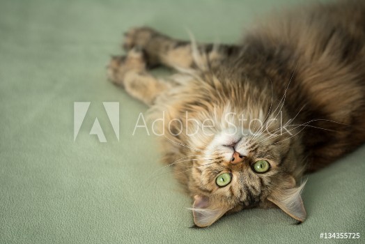 Bild på Sweet upside-down Maine Coon cat looks curiously at camera